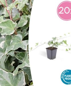 Hedera hel. ‚Glacier‘ – ↕25cm – Ø9cm – 6x – 20x