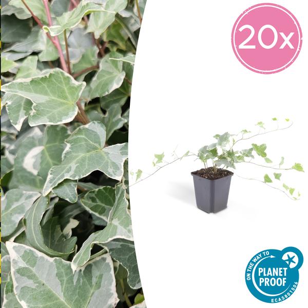 Hedera hel. ‚Glacier‘ – ↕25cm – Ø9cm – 6x – 20x