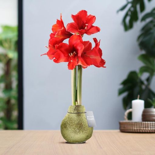 No Water Flowers® (wax amaryllis) | Glitterz® - Gold + Red flower