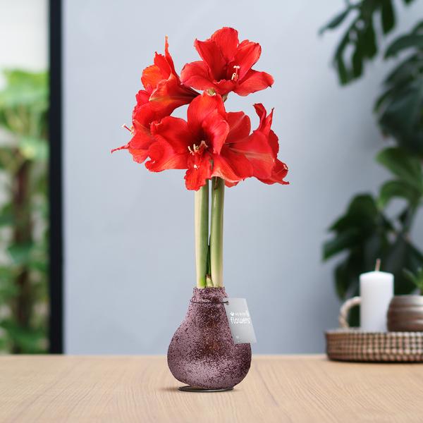 No Water Flowers® (wax amaryllis) | Glitterz® – Rosé + Red flower