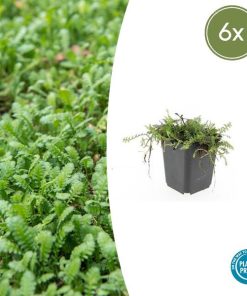 Leptinella squalida – ↕10-25cm – Ø9cm – 6x