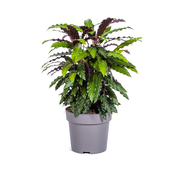 Calathea Rufibarba Ø27cm – ↕70cm