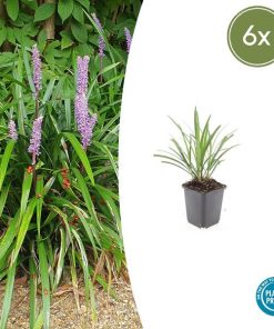 Liriope muscari ‚Ingwersen‘ – ↕10-25cm – Ø9cm – 6x