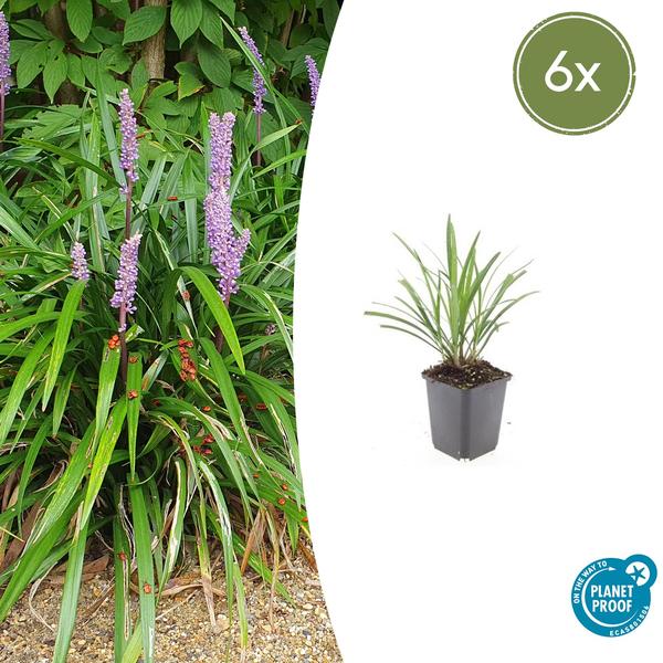 Liriope muscari ‚Ingwersen‘ – ↕10-25cm – Ø9cm – 6x