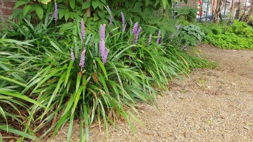 Liriope muscari 'Ingwersen' - ↕10-25cm - Ø9cm - 6x – Bild 5