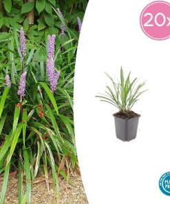 Liriope muscari ‚Ingwersen‘ – ↕10-25cm – Ø9cm – 20x