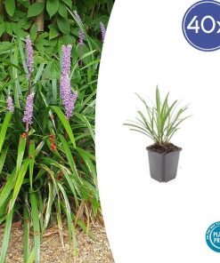 Liriope muscari ‚Ingwersen‘ – ↕10-25cm – Ø9cm – 40x