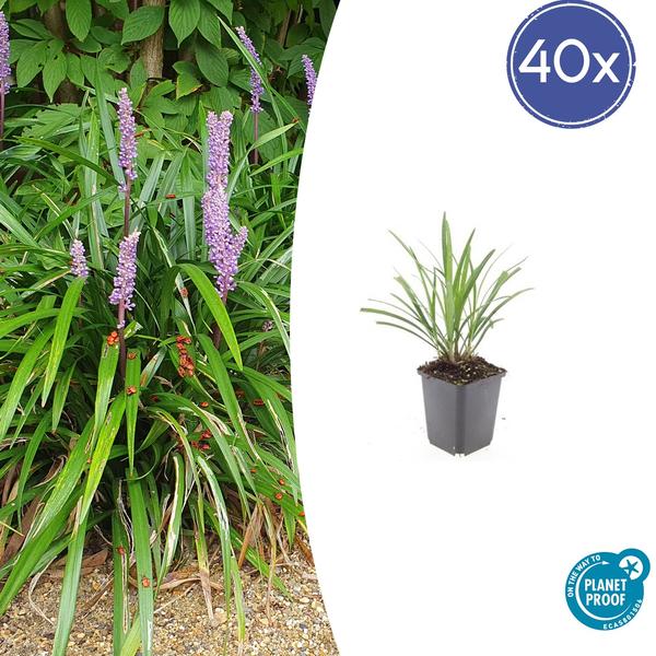 Liriope muscari ‚Ingwersen‘ – ↕10-25cm – Ø9cm – 40x