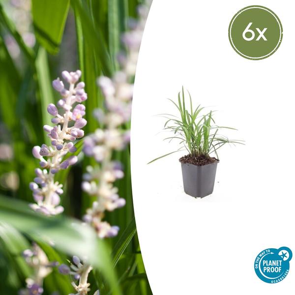 Liriope muscari ‚Moneymaker‘ – ↕10-25cm – Ø9cm – 6x