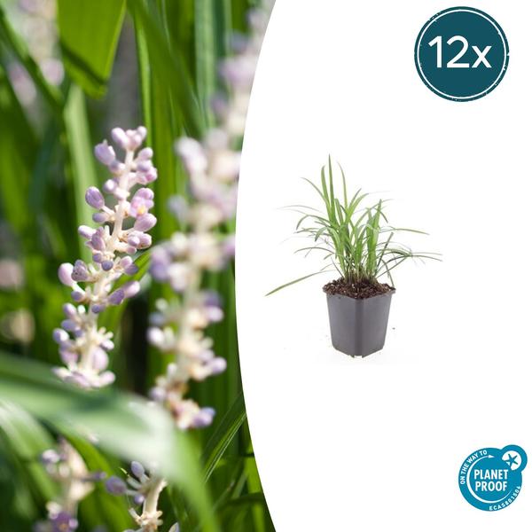 Liriope muscari ‚Moneymaker‘ – ↕10-25cm – Ø9cm – 12x