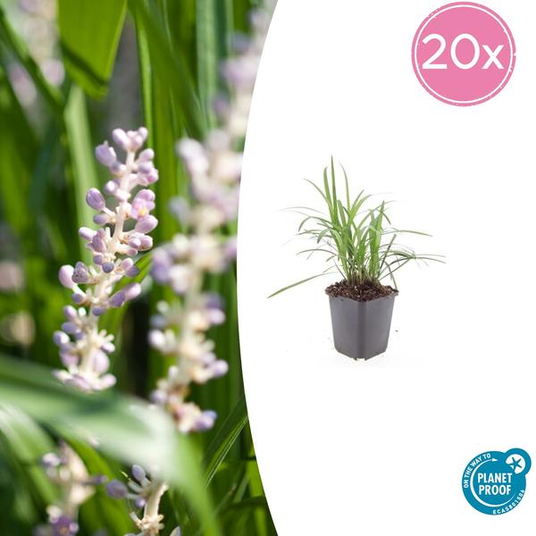 Liriope muscari ‚Moneymaker‘ – ↕10-25cm – Ø9cm – 20x