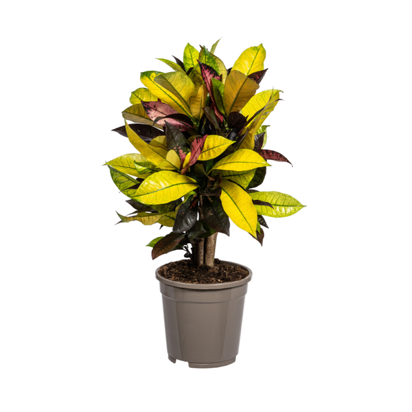 Codiaeum ‚Croton‘ Iceton Ø17cm – ↕50cm