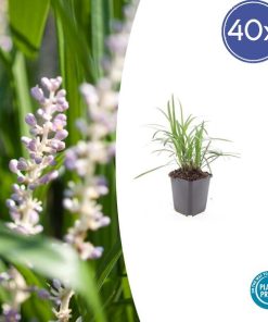 Liriope muscari ‚Moneymaker‘ – ↕10-25cm – Ø9cm – 40x