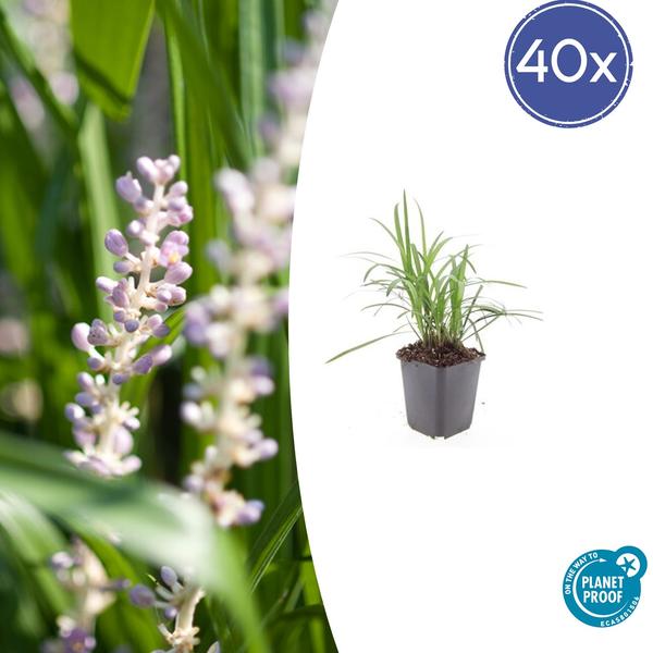 Liriope muscari ‚Moneymaker‘ – ↕10-25cm – Ø9cm – 40x