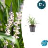 Liriope muscari ‚Monroe White‘ – ↕10-25cm – Ø9cm – 12x