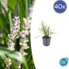 Liriope muscari ‚Monroe White‘ – ↕10-25cm – Ø9cm – 40x