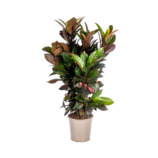 Codiaeum ‚Croton‘ Iceton Ø24cm – ↕90-100cm