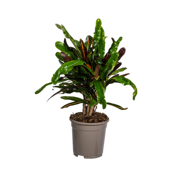 Codiaeum ‚Croton‘ Mamey Ø17cm – ↕50cm