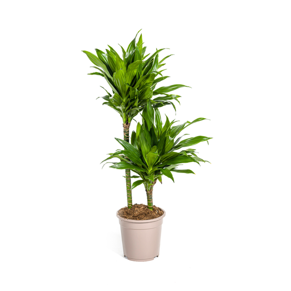 Dracaena Deremensis Green Jewel Ø19cm – ↕80cm