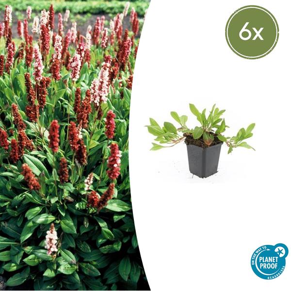 Persicaria aff. ‚Darjeeling Red‘ – ↕10-25cm – Ø9cm – 6x