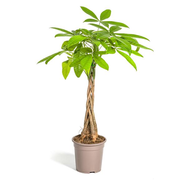 Pachira Aquatica Ø19cm – ↕80cm