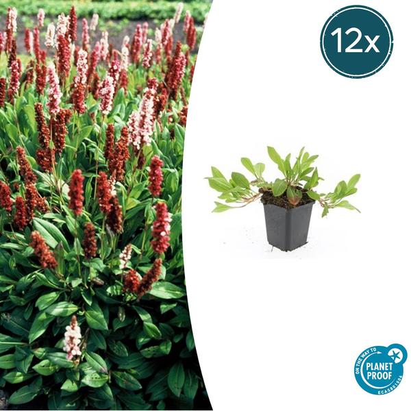 Persicaria aff. ‚Darjeeling Red‘ – ↕10-25cm – Ø9cm – 12x