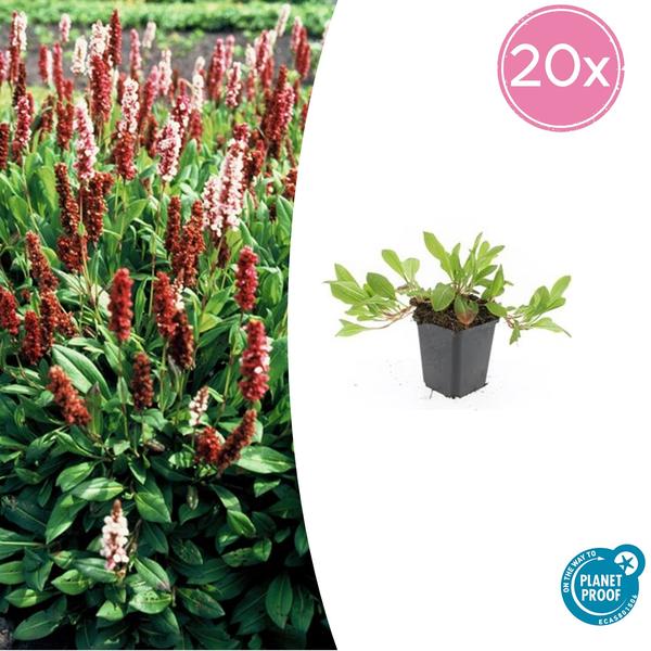 Persicaria aff. ‚Darjeeling Red‘ – ↕10-25cm – Ø9cm – 20x