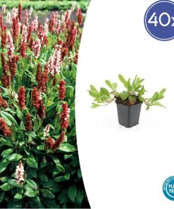 Persicaria aff. ‚Darjeeling Red‘ – ↕10-25cm – Ø9cm – 40x