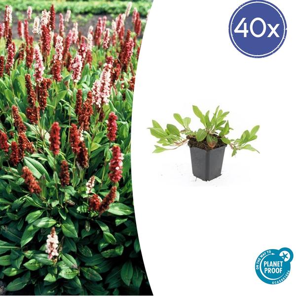 Persicaria aff. ‚Darjeeling Red‘ – ↕10-25cm – Ø9cm – 40x