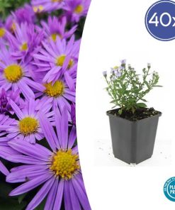 Aster (D) ‚Prof. Anton Kippenberg‘ – ↕10-25cm – Ø9cm – 40x