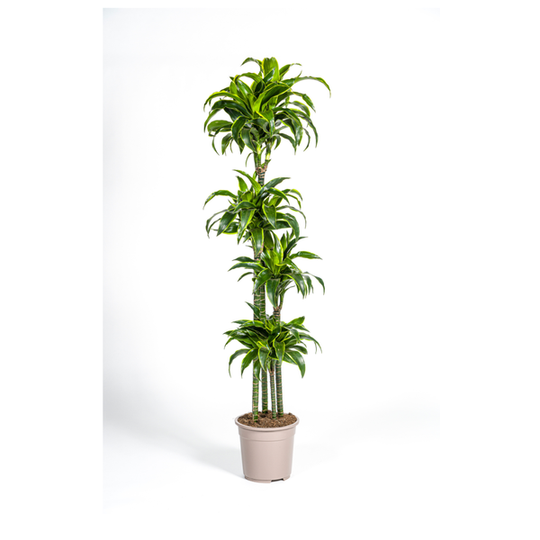 Dracaena Deremensis Dorado Ø27cm – ↕180cm