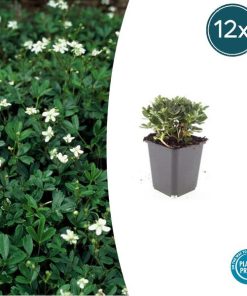 Potentilla tridentata ‚Nuuk‘ – ↕10-25cm – Ø9cm – 12x