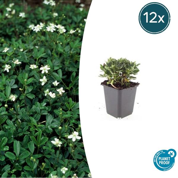 Potentilla tridentata ‚Nuuk‘ – ↕10-25cm – Ø9cm – 12x