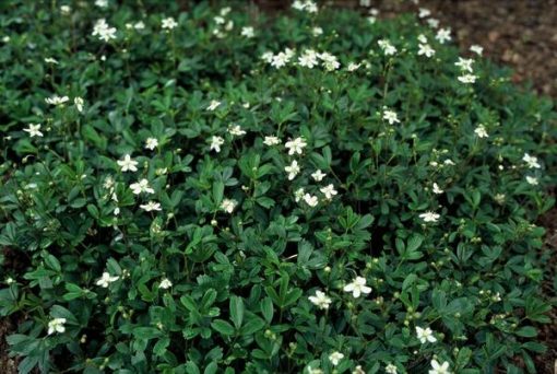 Potentilla tridentata 'Nuuk' - ↕10-25cm - Ø9cm - 12x – Bild 5