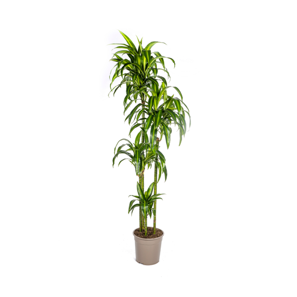 Dracaena Deremensis Hawaiian Sunshine Ø27cm – ↕180cm