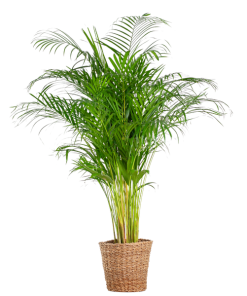 Areca-Palme (Dypsis) XL mit Korb Torun – 120 cm – Ø24