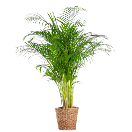 Areca-Palme (Dypsis) XL mit Korb Torun – 120 cm – Ø24