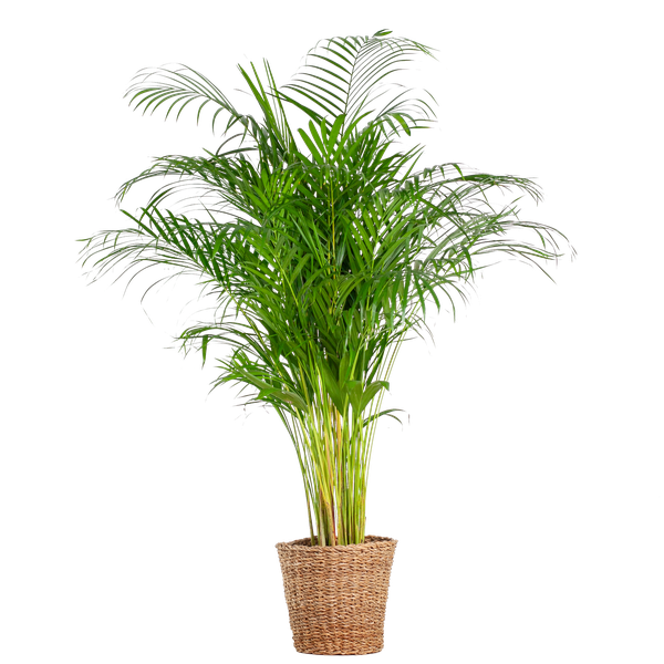 Areca-Palme (Dypsis) XL mit Korb Torun – 120 cm – Ø24