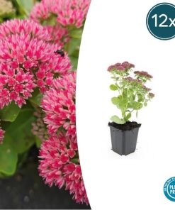 Sedum ‚Herbstfreude‘ – ↕10-25cm – Ø9cm – 12x