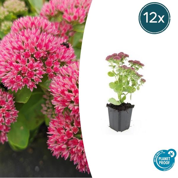 Sedum ‚Herbstfreude‘ – ↕10-25cm – Ø9cm – 12x