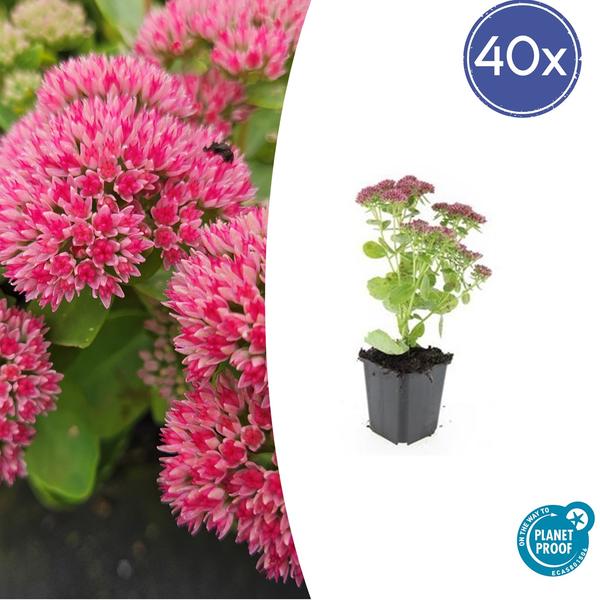 Sedum ‚Herbstfreude‘ – ↕10-25cm – Ø9cm – 40x