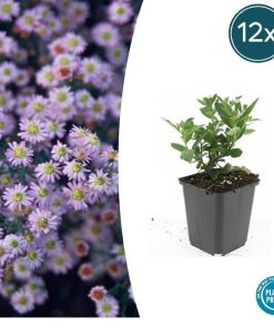 Aster ageratoides ‚Stardust‘ – ↕10-25cm – Ø9cm – 12x