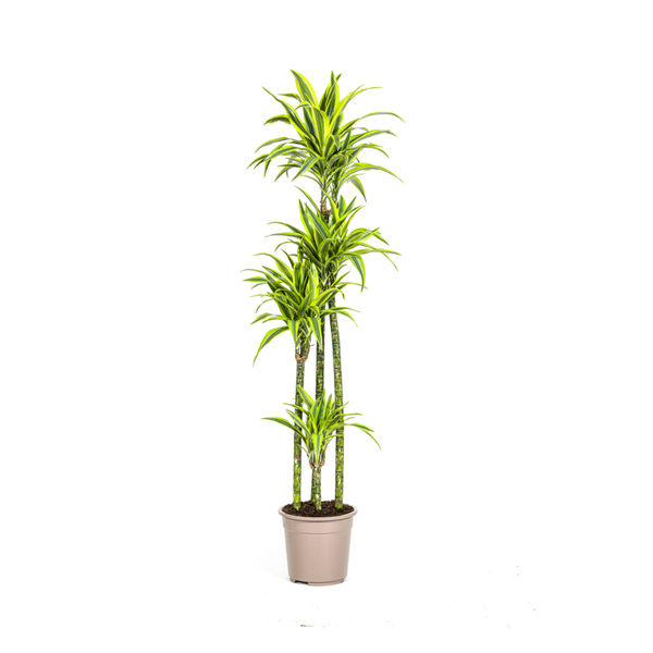 Dracaena Deremensis Lemon Lime Ø27cm – ↕180cm