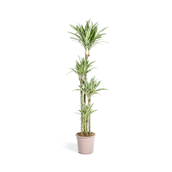 Dracaena Deremensis White Stripe Ø27cm – ↕180cm