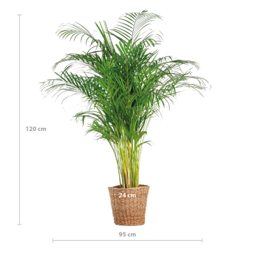 Areca-Palme (Dypsis) XL mit Korb Torun – 120 cm – Ø24 – Bild 2