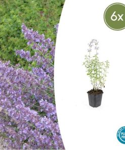 Nepeta ‚Walker’s Low‘ – ↕10-25cm – Ø9cm – 6x