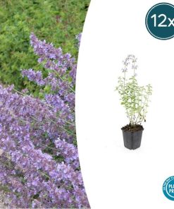 Nepeta ‚Walker’s Low‘ – ↕10-25cm – Ø9cm – 12x