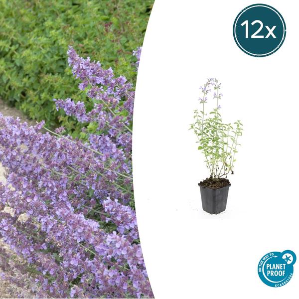 Nepeta ‚Walker’s Low‘ – ↕10-25cm – Ø9cm – 12x