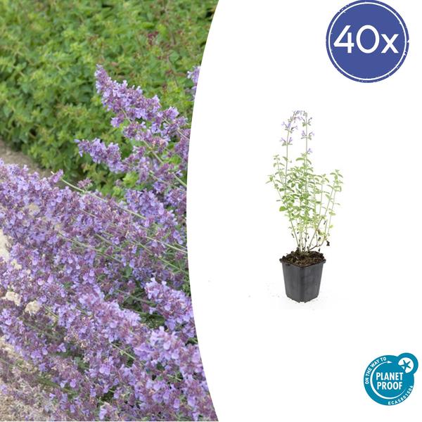 Nepeta ‚Walker’s Low‘ – ↕10-25cm – Ø9cm – 40x