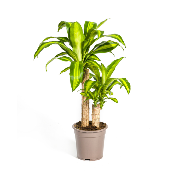 Dracaena Fragrans Massangeana Ø19cm – ↕80cm